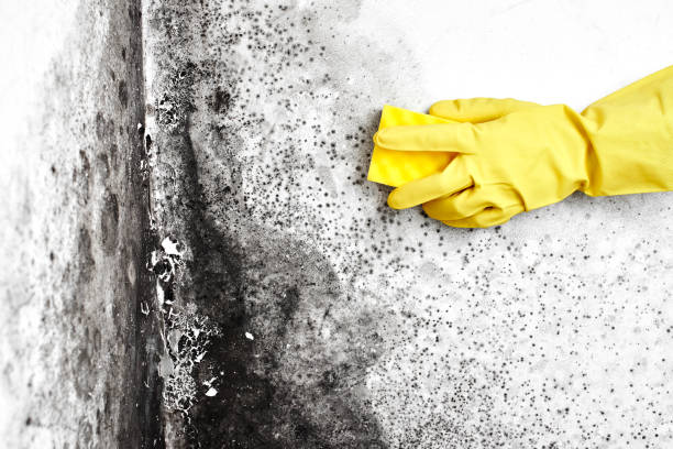 Best HVAC Mold Remediation in Drumright, OK