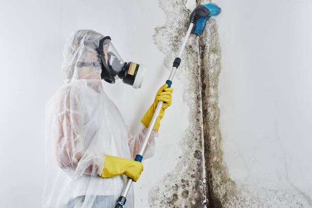 Best Basement Mold Remediation in Drumright, OK