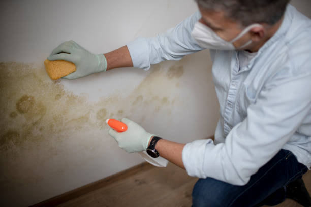 Best Preventive Mold Services in Drumright, OK