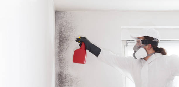 Best White Mold Remediation in Drumright, OK