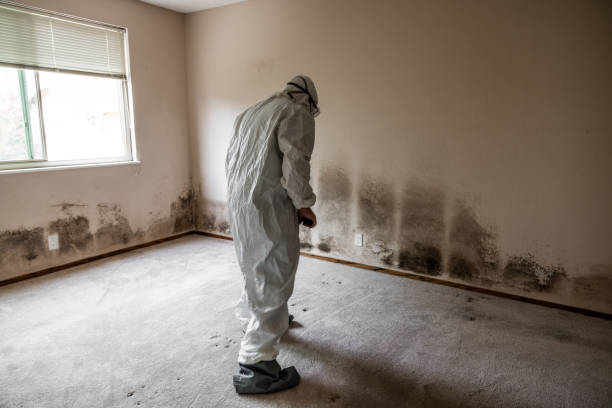 Best Post-Flood Mold Remediation in Drumright, OK