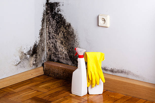 Best Mold Remediation for Schools in Drumright, OK