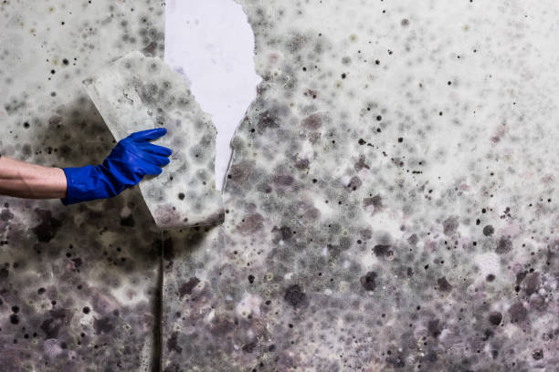 Trusted Drumright, OK Mold Remediation Experts
